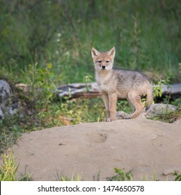 Coyote Pup At Its Den