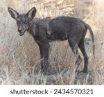 Coyote pup with hair loss and dark skin, likely infected with mange. Round Valley Regional Preserve, Contra Costa County, California.