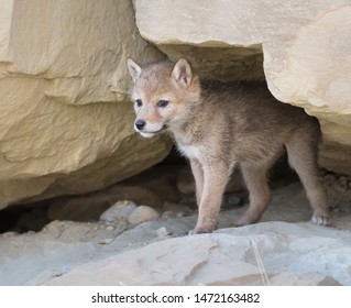 246 Coyote den Images, Stock Photos & Vectors | Shutterstock