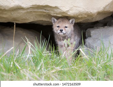 Coyote Pup Wild Den Stock Photo 1472163509 | Shutterstock