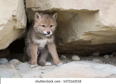 246 Coyote den Images, Stock Photos & Vectors | Shutterstock