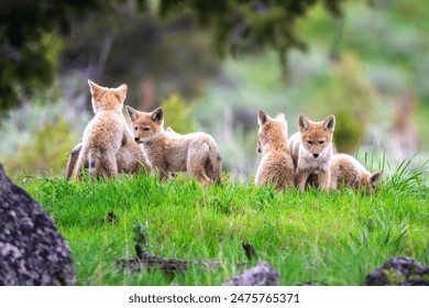 Coyote Puppies being playful at Yellowstone National Park