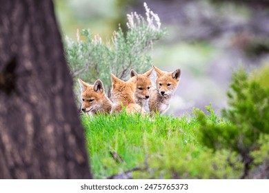 Coyote Puppies being playful at Yellowstone National Park