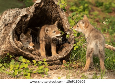 Coyote Pups with mother in log den