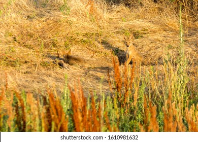 Coyote Pups Playing By The Den