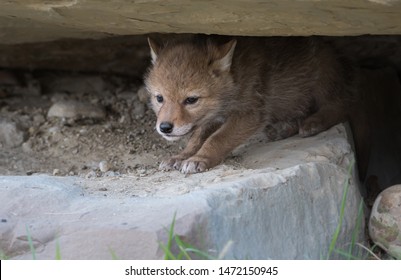 Coyote Pups Their Den Stock Photo 1472150945 | Shutterstock