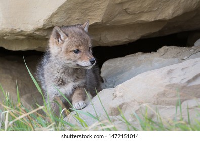 Coyote Pups Their Den Stock Photo 1472151014 | Shutterstock