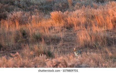 Coyote In The Red Grass At Sunrise, Oklahoma Panhandle