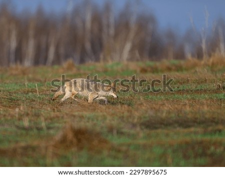 Coyote running on grass in early spring
