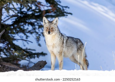 Coyote scenic Yellowstone backdrop in snow  - Shutterstock ID 2250252163