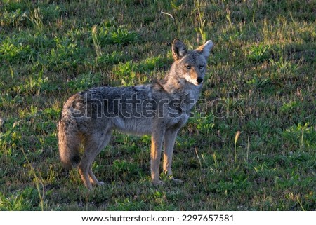 coyote, seen at sunset in the wild in North California