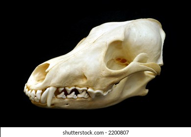 Coyote Skull