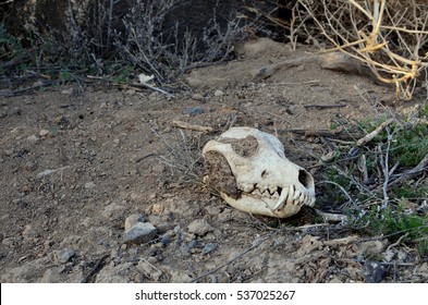 Coyote Skull