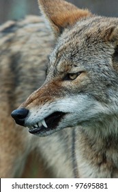 Coyote Snarl