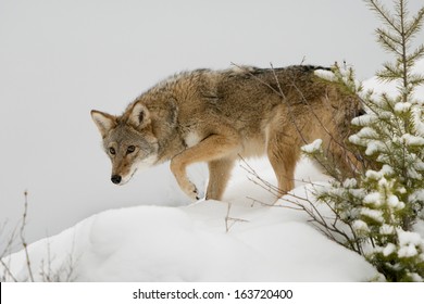 Coyote in the Snow - Powered by Shutterstock