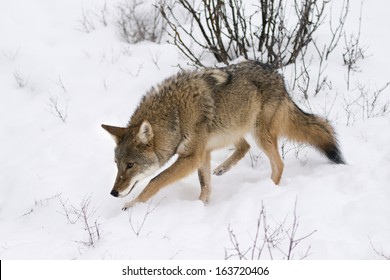 Coyote In The Snow