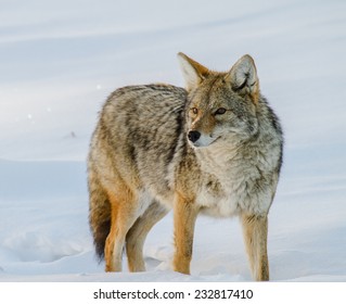 Coyote In The Snow