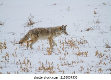 A coyote in a snowy landscape - Powered by Shutterstock