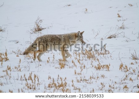 A coyote in a snowy landscape