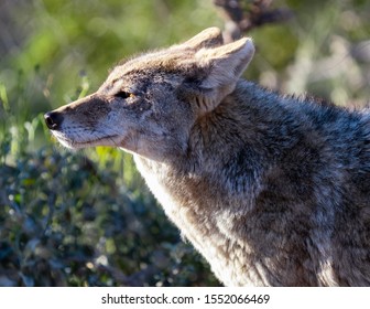 Coyote Desert Images, Stock Photos & Vectors | Shutterstock