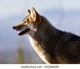 Coyote Desert Images, Stock Photos & Vectors | Shutterstock