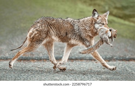 Coyote with Squirrel running into the forest