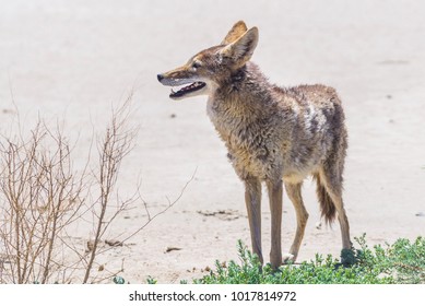 Coyote Stalk On Roadside  In Desert Area.