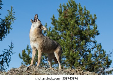 coyote standing on a mountain top howling with blue skies and trees in the background