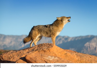 Coyote Standing On Rock Formation Howling Stock Photo 559955047 ...