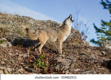 coyote standing on a rock ledge, head thrown back howling, with trees and blue sky in the background