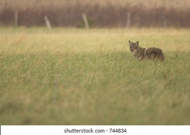 A Coyote Surveys An Open Field