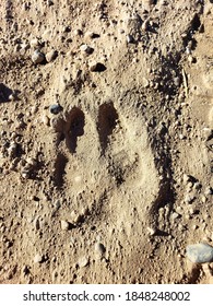 632 Coyote tracks Images, Stock Photos & Vectors | Shutterstock