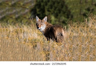 Coyote turned around in the field. American wolf in nature. Coyote portrait. Coyote in nature