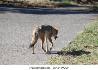 Coyote Walking And Looking Down