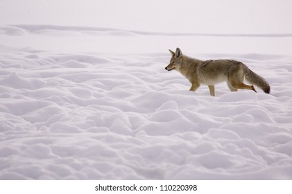 Coyote walking through a winter snowscape in Yellowstone National Park, Montana / Wyoming; wildlife viewing Lamar Valley Hayden Valley; snow