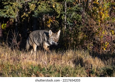 A Coyote Walking In The Tundra In Yukon, Beautiful Wild Animal