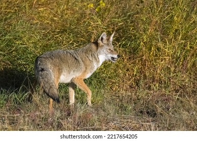 A Coyote Walking In The Tundra In Yukon, Beautiful Wild Animal