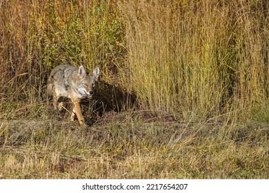 A Coyote Walking In The Tundra In Yukon, Beautiful Wild Animal