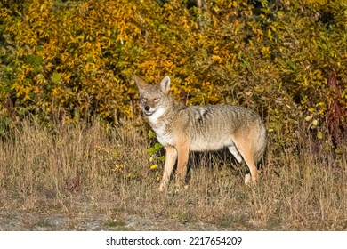 A Coyote Walking In The Tundra In Yukon, Beautiful Wild Animal