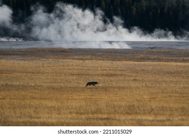 A Coyote Wandering In Golden Light In Yellowstone National Park.