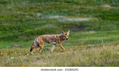 Coyote In Wind Cave National Park