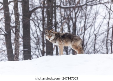 Coyote in a winter scene