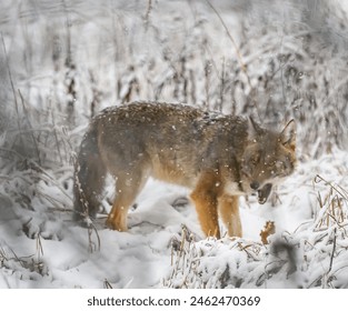 Coyote in Wintertime Grabbing a Bite - Powered by Shutterstock