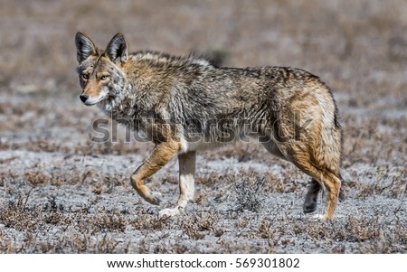 Jackal Wolf Hybrid