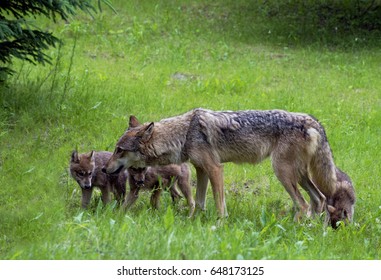 Coyote And Wolf Pups Playing Together In Green Field.