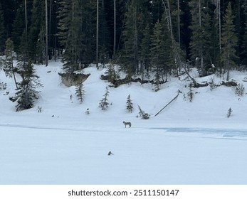 A coyote or wolf walks across the Canadian snow. The Rocky Mountain forest is think with green trees. Ice melts into the snowy landscape. The animal is found on the ice fields parkway in Alberta. - Powered by Shutterstock