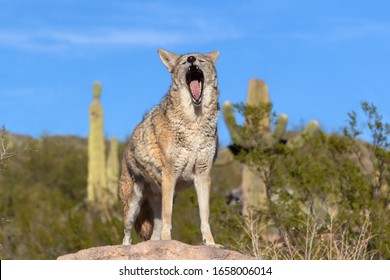 Coyote Yawning In Sonoran Desert, Arizona