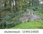 Coyotes in a forest