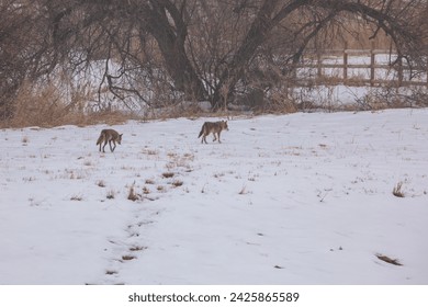 Coyotes in grass and snow, hunting in snow.  Snowy foreground with light tan grasses and wild coyotes.  Coyotes in the wild with snow and trees in the background with rail fencing. Coyotes in Colorado - Powered by Shutterstock