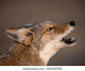 Coyotes are highly adaptable canids found throughout North America. They're known for their distinctive yipping and howling sounds, often heard in the wild.